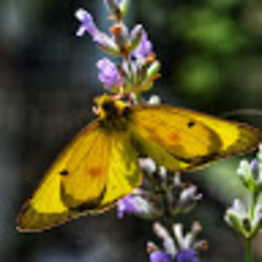 Meet your Posher, Lori